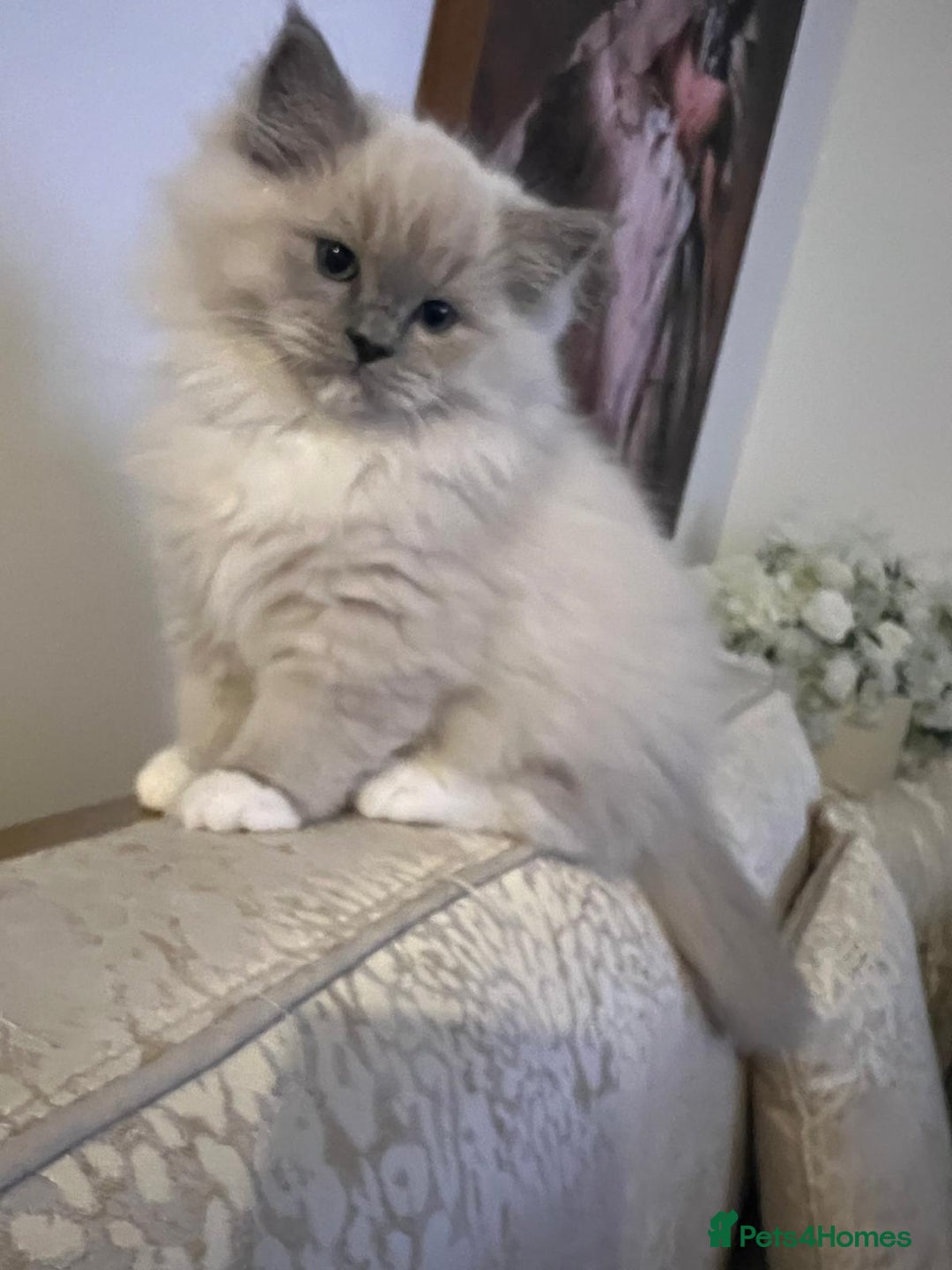 Ragdoll cats for sale: Bella,jordan,gucci,lylia - Advert 3