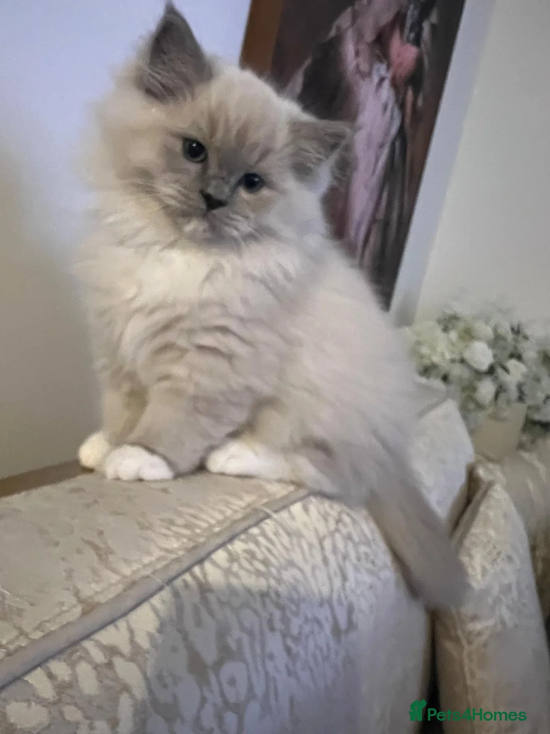 Ragdoll cats for sale: Bella,jordan,gucci,lylia - Advert 3
