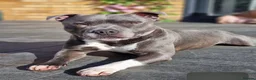 Staffordshire Bull Terrier dogs for sale: Blue Staffordshire bull terrier  - Advert 3