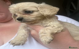 Mixed Breed dogs for sale: Last 2 puppies!  🩷 Maltipoo x Cockapoo puppies - Image 11