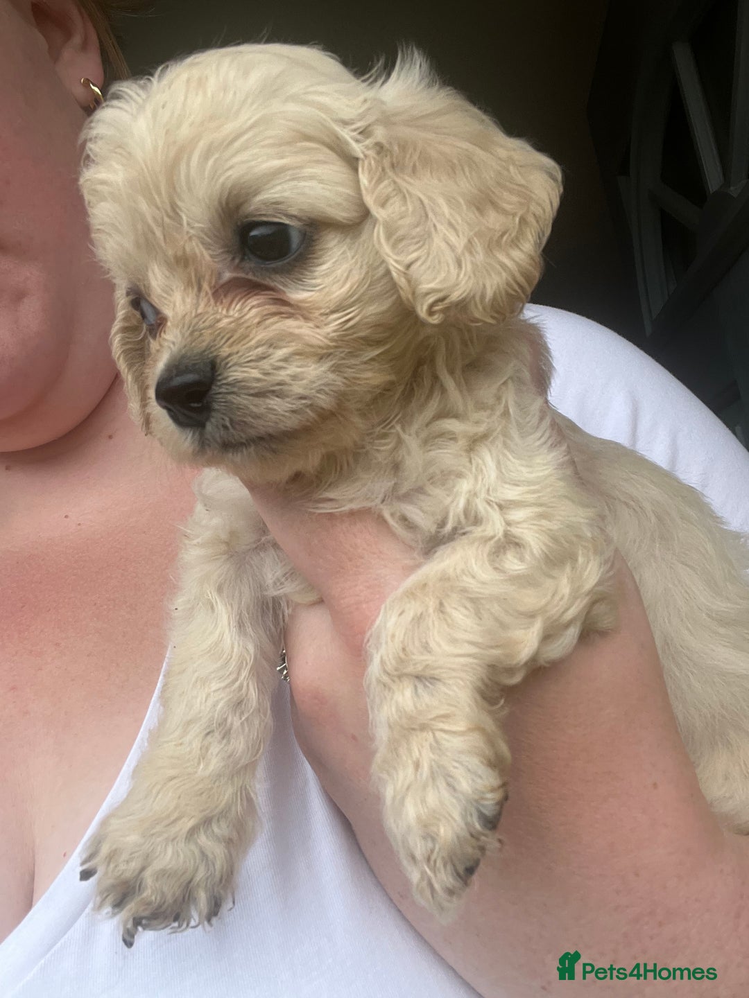 Mixed Breed dogs for sale: Last 2 puppies!  🩷 Maltipoo x Cockapoo puppies - Image 11