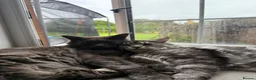 Maine Coon cats for sale: 2 Maine Coons Looking For New Home in Glasgow - Advert 4