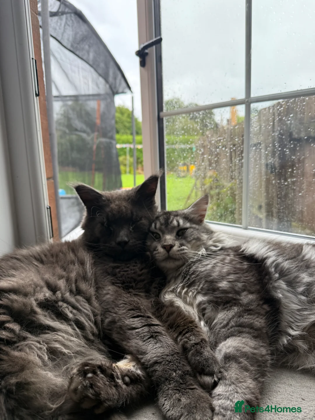Maine Coon cats for sale: 2 Maine Coons Looking For New Home in Glasgow - Advert 4
