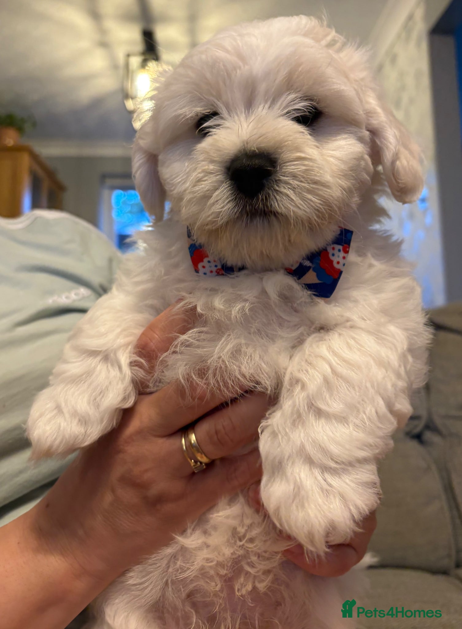 Maltese dogs for sale: READY HOME 30.05  - Advert 13