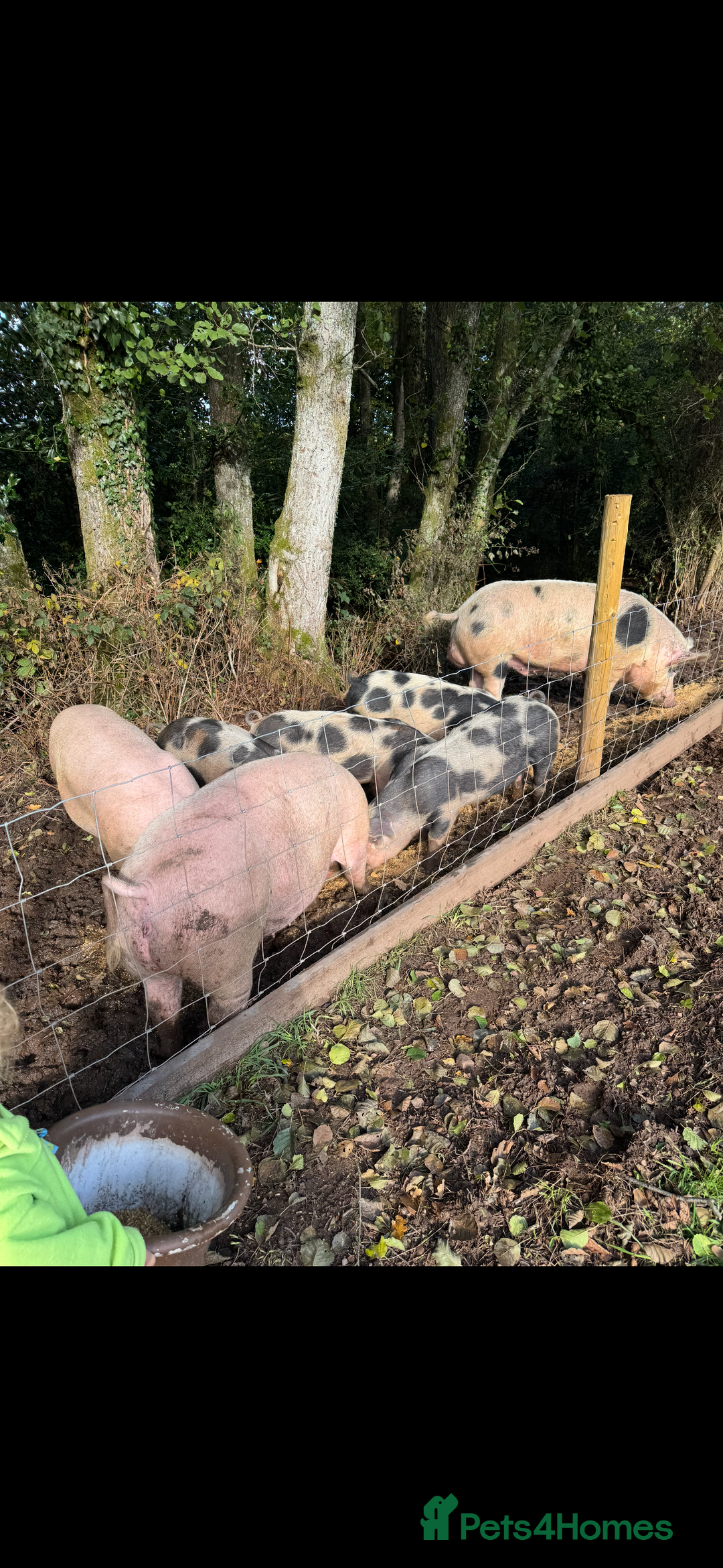 Pig livestock for sale: 4 pietrain sows  - Advert 3