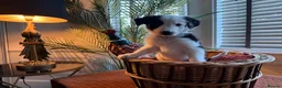 Border Collie dogs for sale: Pure breed Border Collies short and long hair - Advert 2
