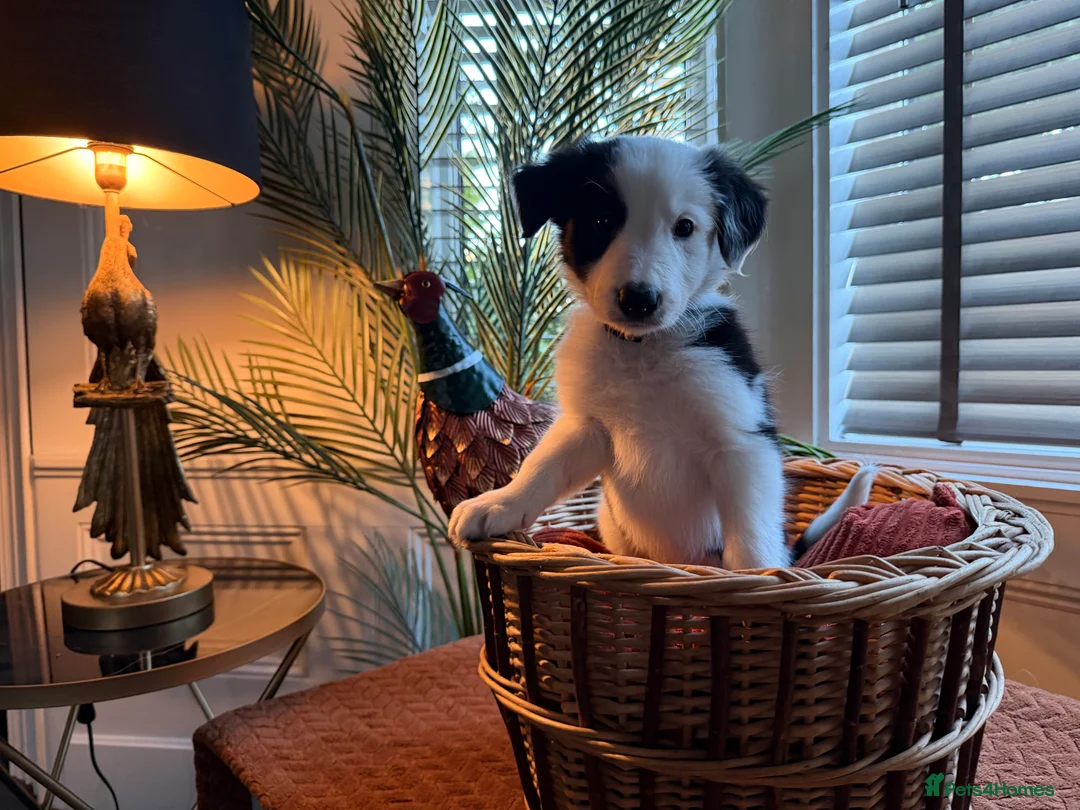Border Collie dogs for sale: Pure breed Border Collies short and long hair - Advert 2