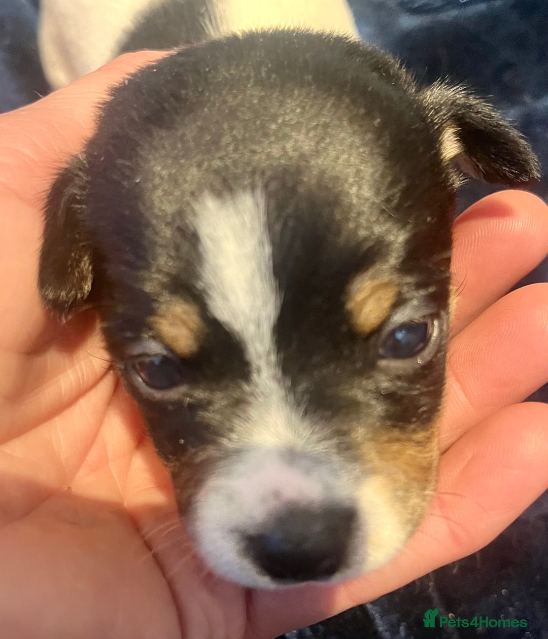 Mixed Breed dogs for sale: First litter of 7 Jack Russel puppies  - Image 13