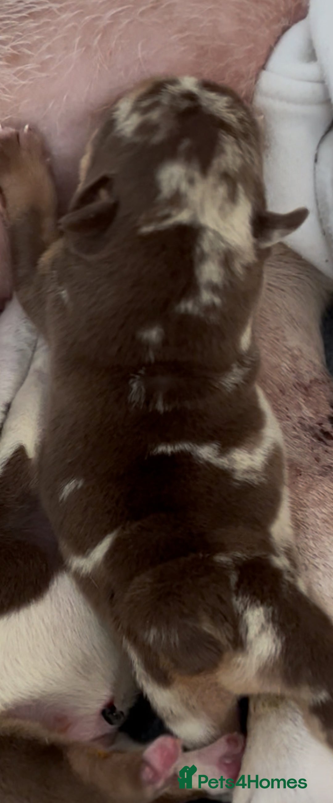 English Bulldog dogs for sale: QC puppies  - Image 14