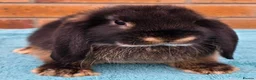 Mini Lop rabbits for sale: Mini Lop Babies - Advert 13