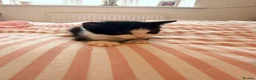 Mixed Breed cats for sale: 3 male Kittens - Advert 5