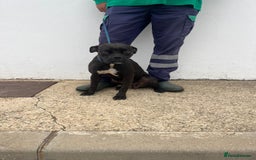 Mixed Breed dogs for adoption: Small Breed Boxer Dogs Need Home 🚨  - Image 5