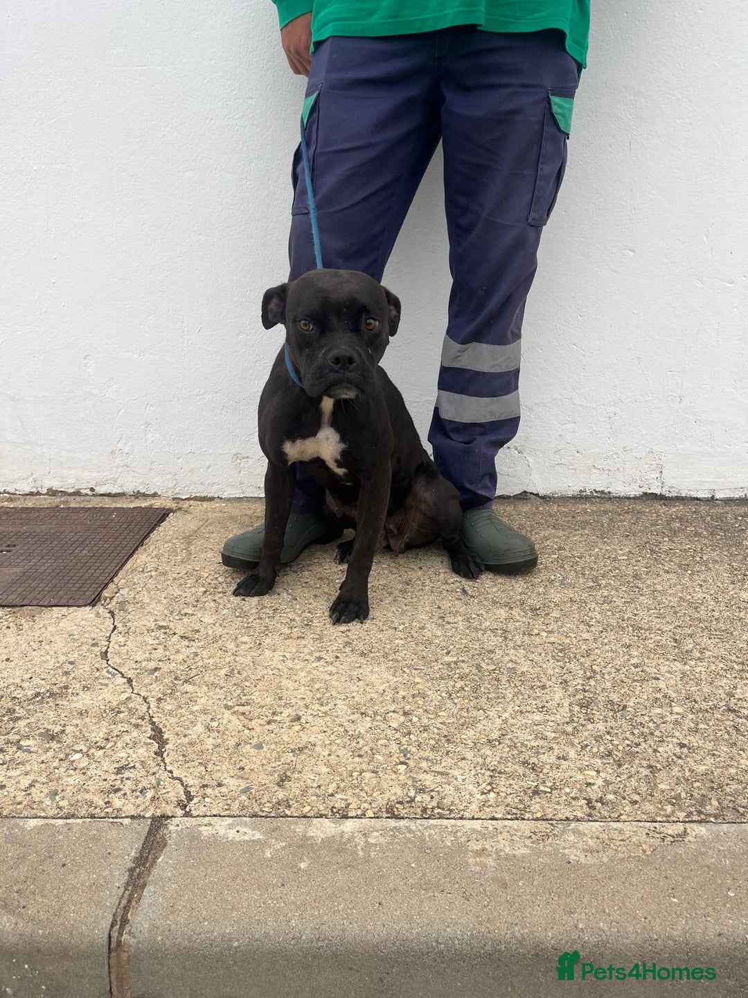 Mixed Breed dogs for adoption: Small Breed Boxer Dogs Need Home 🚨  - Image 5