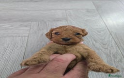 Cavapoo dogs for sale: cavapoo puppies - Image 17