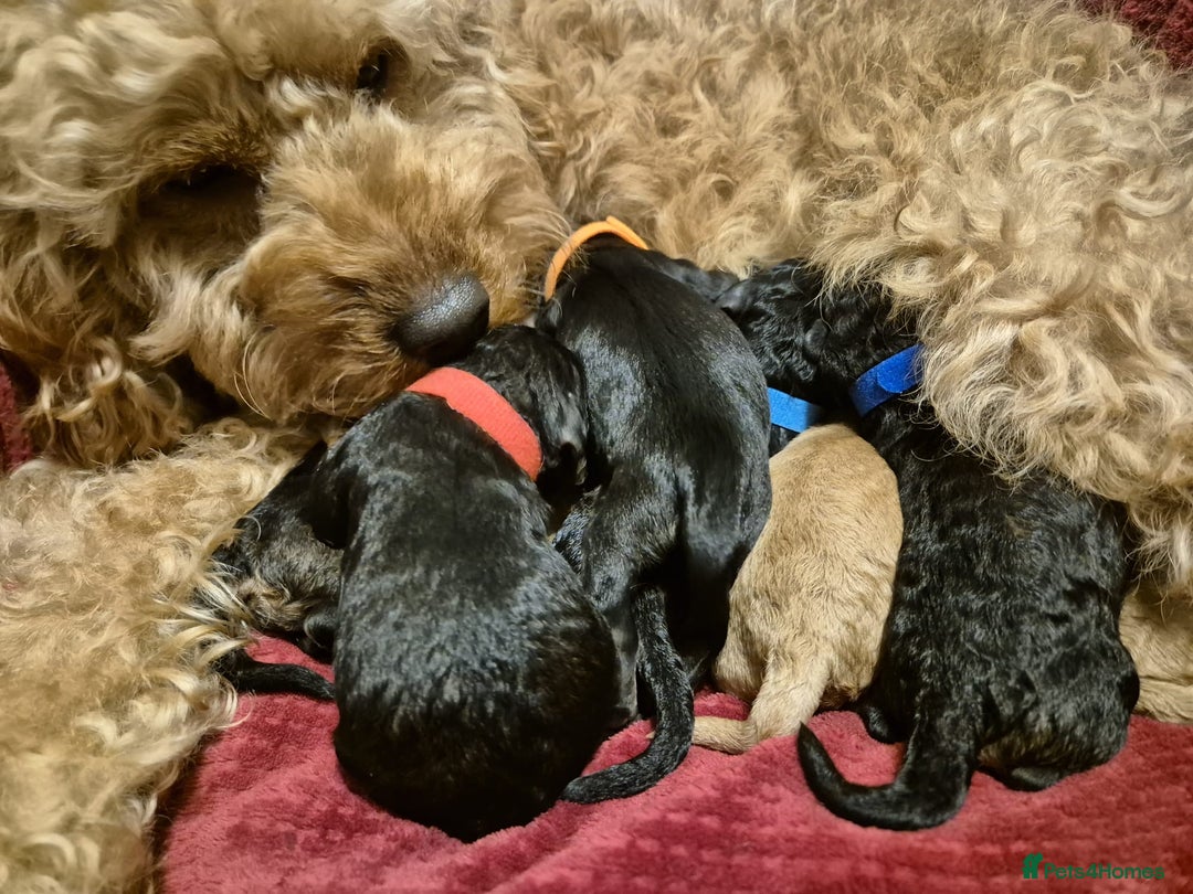 Mixed Breed dogs for sale: Cavapoo x Cockapoo puppies  - Advert 10