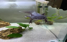 Axolotl reptiles for sale: Full Axolotl set up - see description  - Image 2