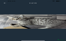 British Shorthair cats for sale: * Reduced * last BSH male kitten left - Image 8