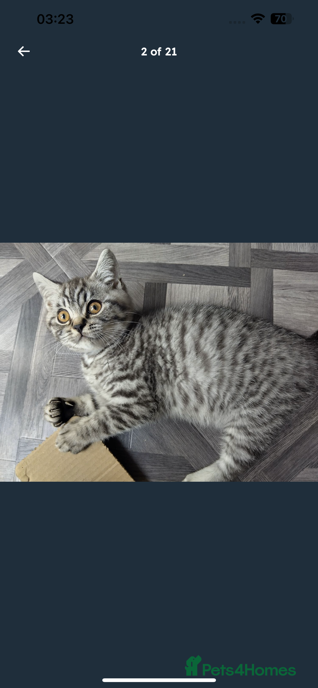 British Shorthair cats for sale: * Reduced * last BSH male kitten left - Image 8