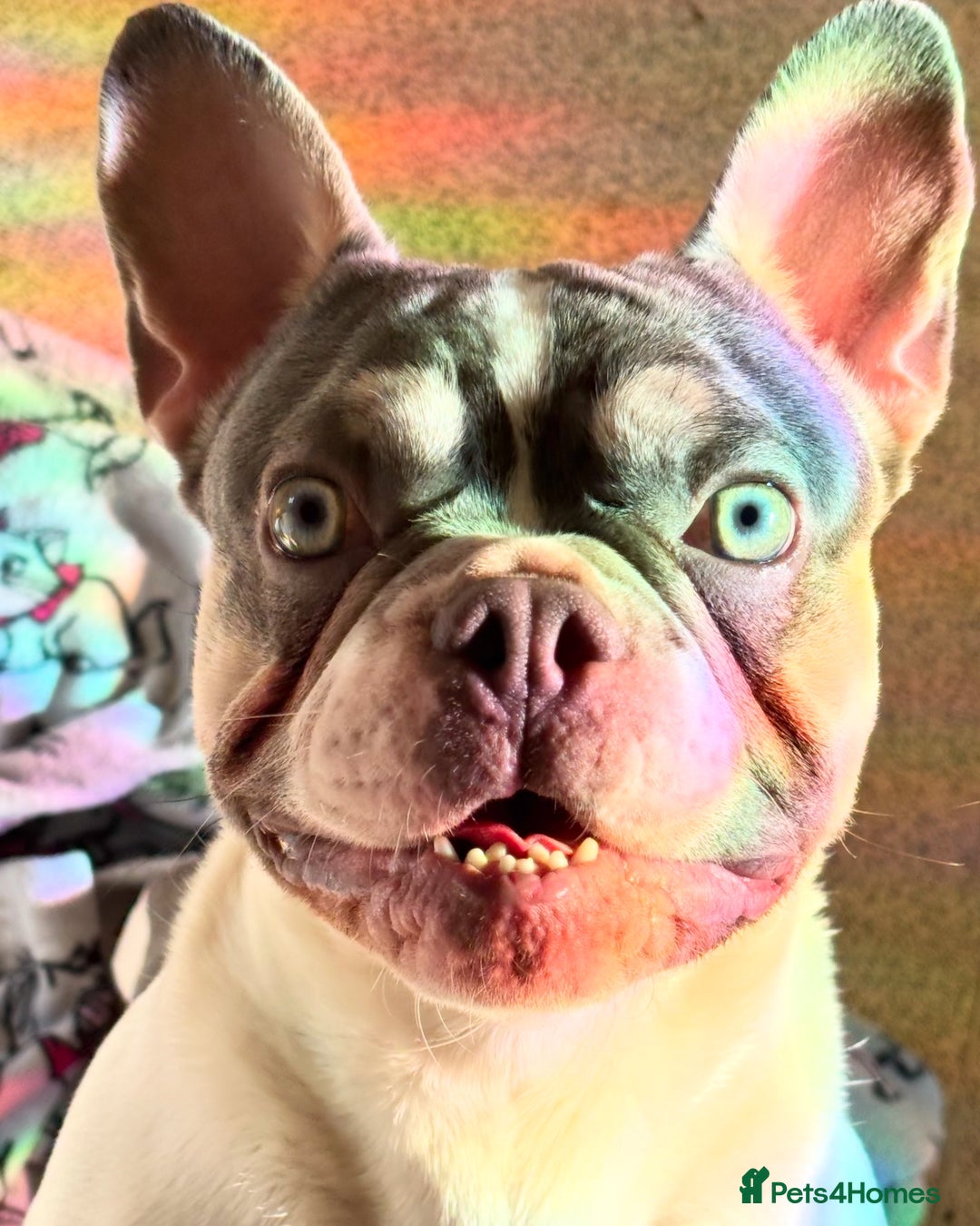 French Bulldog dogs for sale: Still looking for a new home RFG health tested boy - Image 7