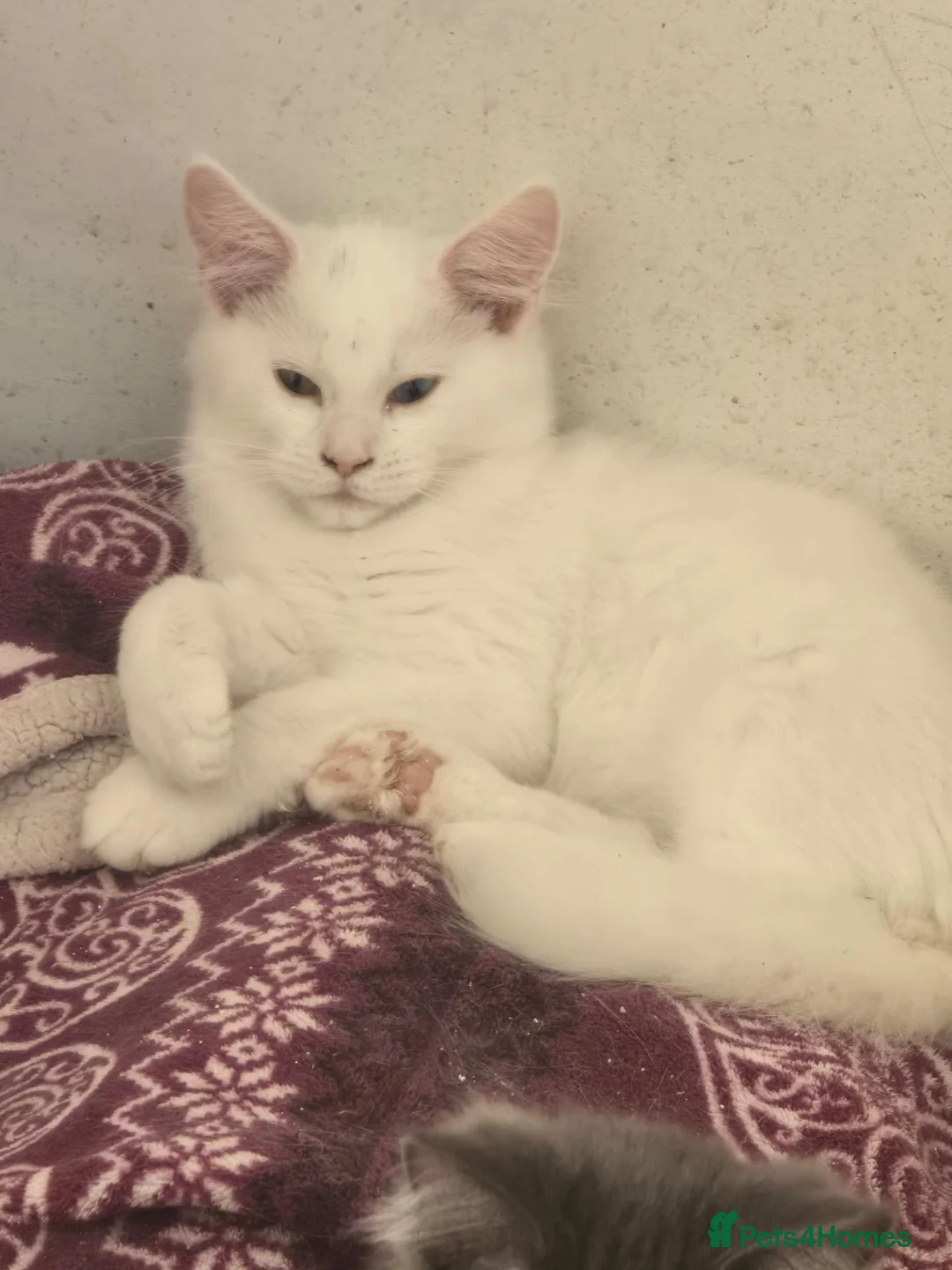 Maine Coon cats for sale: Two Maine coon boys  - Advert 1