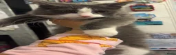 Mixed Breed cats for sale: Blue is up for sale again  - Advert 1