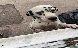 Dalmatian dogs for sale: perdita the dalmatian  - Image 4