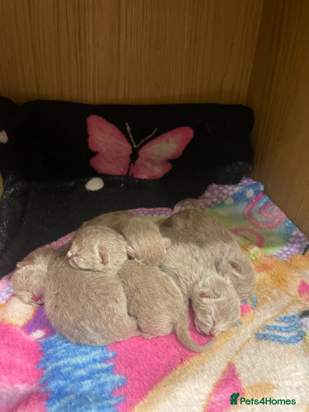 British Shorthair cats for sale: 🐾Lilac British Shorthair Kittens🐾 - Advert 1