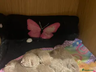 British Shorthair cats 🐾Lilac British Shorthair Kittens🐾 - Advert 1