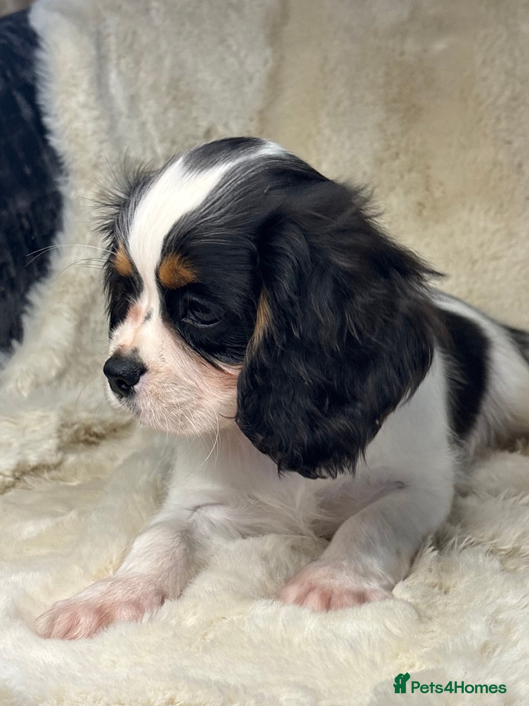 Cavalier King Charles Spaniel dogs for sale: Health tested cavalier puppies  - Advert 12