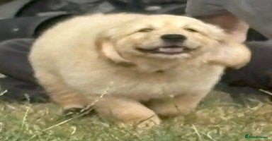 Golden Retriever dogs - Advert 6