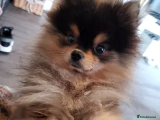 Pomeranian dogs Kc Pomeranian Male For STUD DUTIES - Advert 11