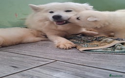 Samoyed dogs for sale: Beautiful Samoyed Puppies Ready Soon! - Advert 11