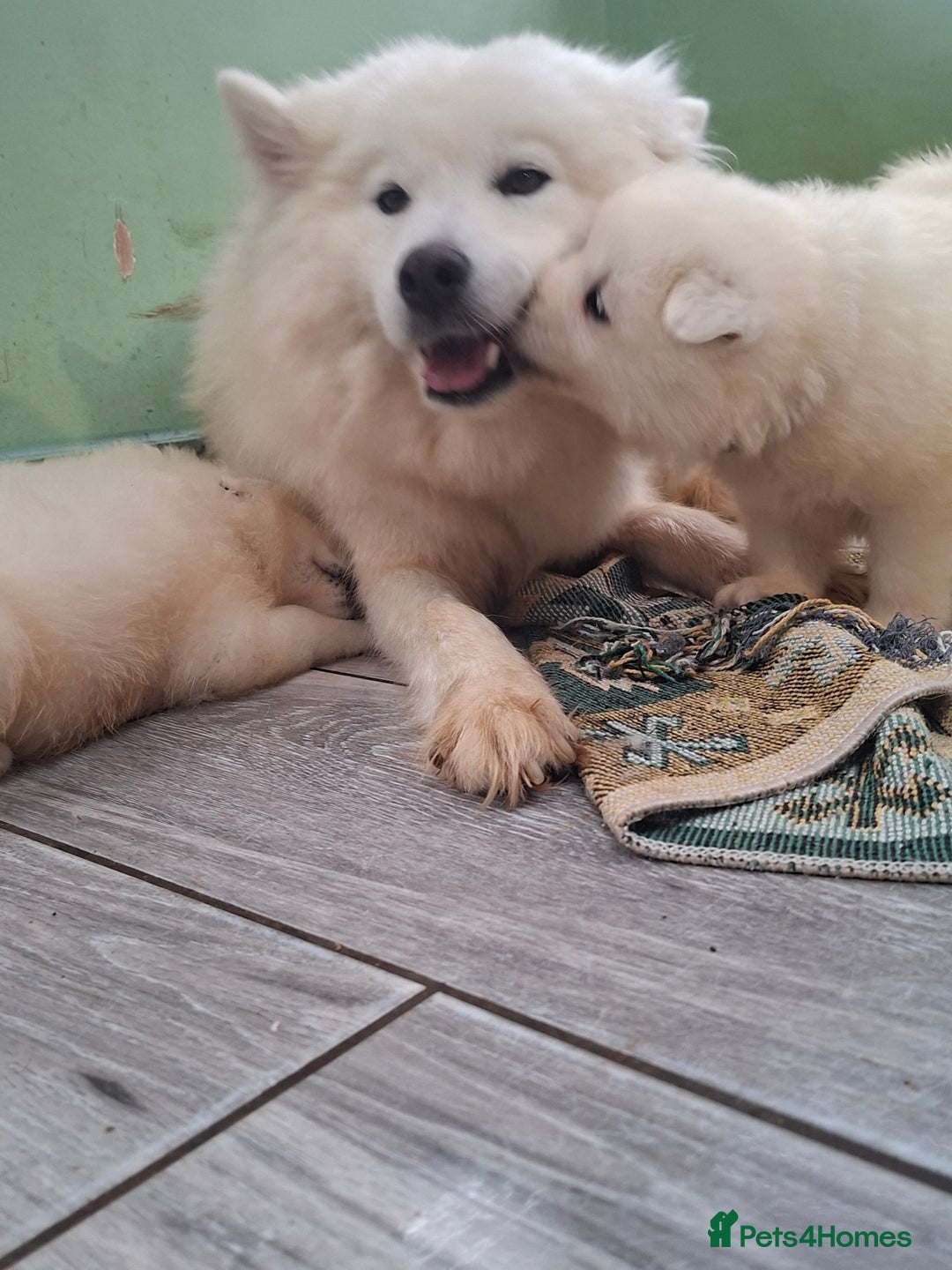 Samoyed dogs for sale: Beautiful Samoyed Puppies Ready Soon! - Advert 11