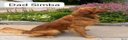 Golden Retriever dogs for sale: Exceptional KC registered Golden Retriever puppies - Advert 18