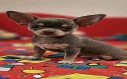 Chihuahua dogs for sale: Chihuahua chelate puppy - Image 3