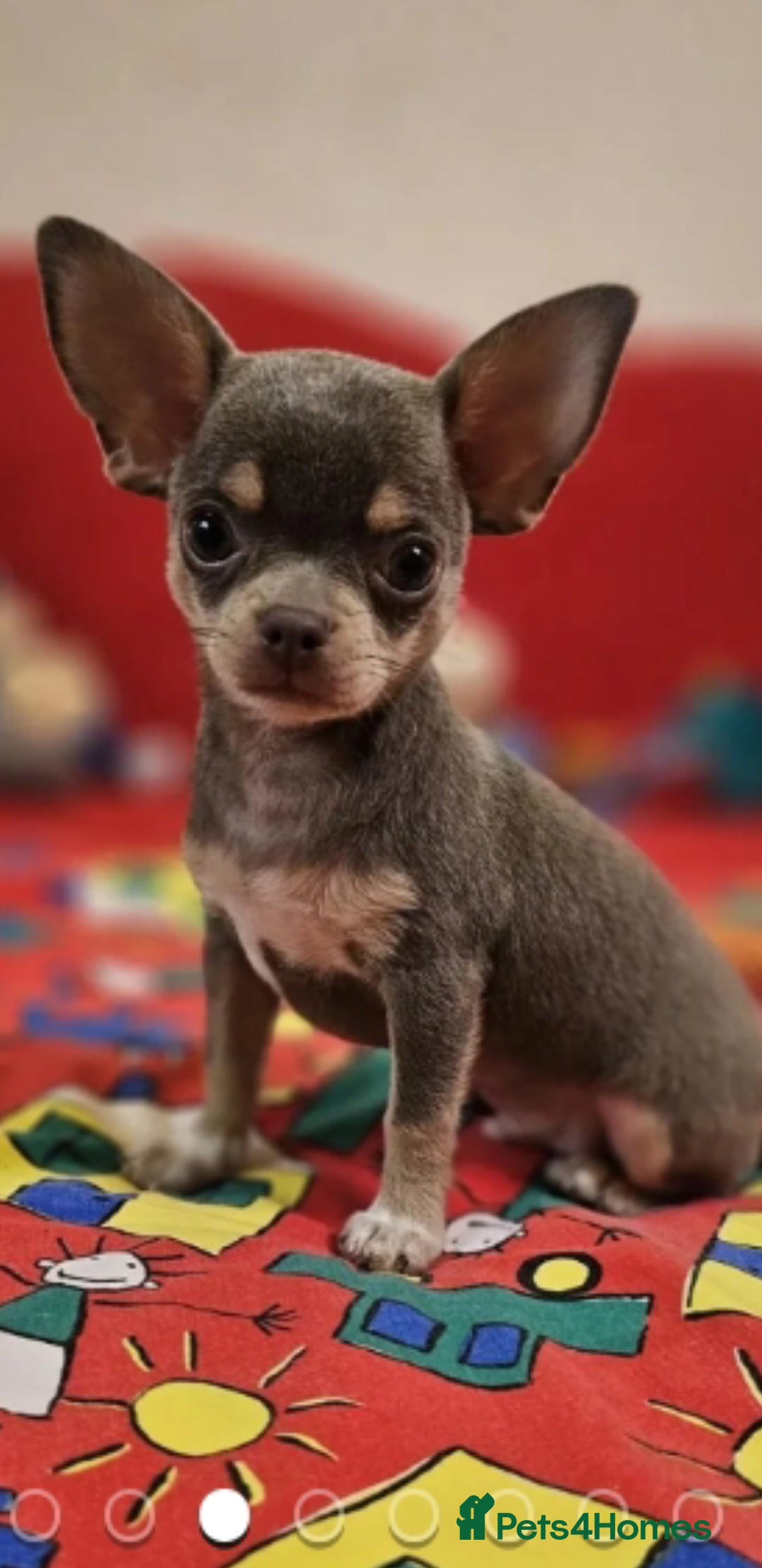Chihuahua dogs for sale: Chihuahua chelate puppy - Image 3