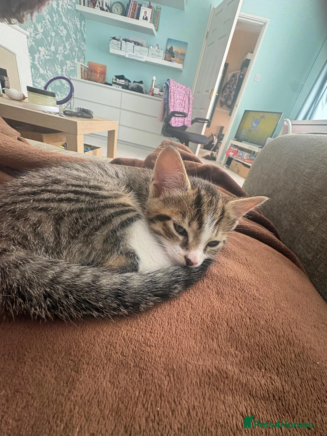 Mixed Breed cats for sale: The most adorable kittens for sale in London - Advert 2