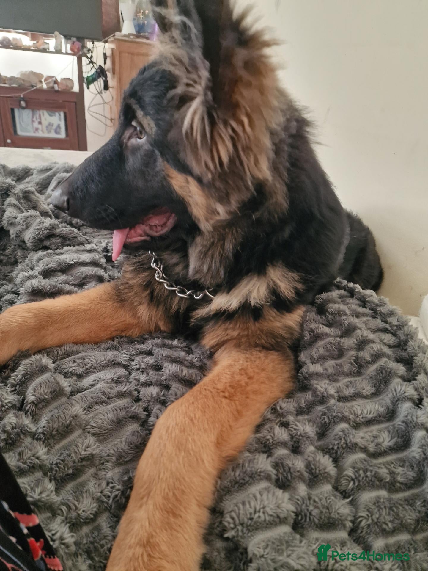 German Shepherd dogs GERMAN SHEPHERD BOY 18 MONTHS  - Advert 9