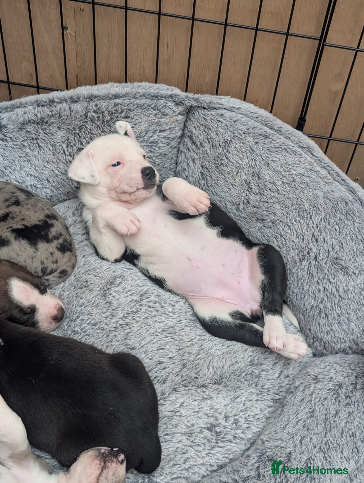 Mixed Breed dogs Borador bully puppies x2 girls viewings now  - Advert 2