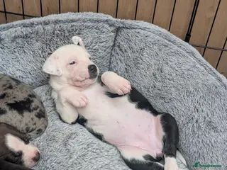 Mixed Breed dogs Borador bully puppies x2 girls viewings now - Advert 2