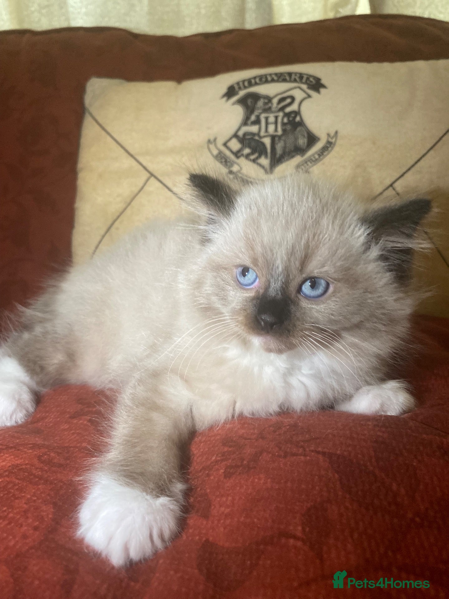 Mixed Breed cats Ragdoll and Thai kittens - Advert 4