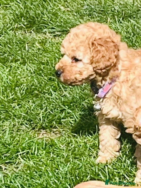 Toy Poodle dogs KC registered outstanding toy boys  - Advert 2