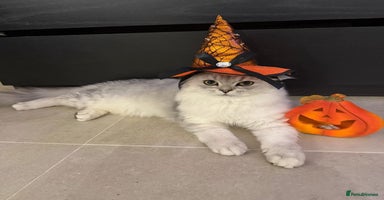 Persian cats - Advert 1