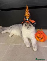 Persian cats - Advert 1