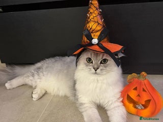 Persian cats - Advert 24