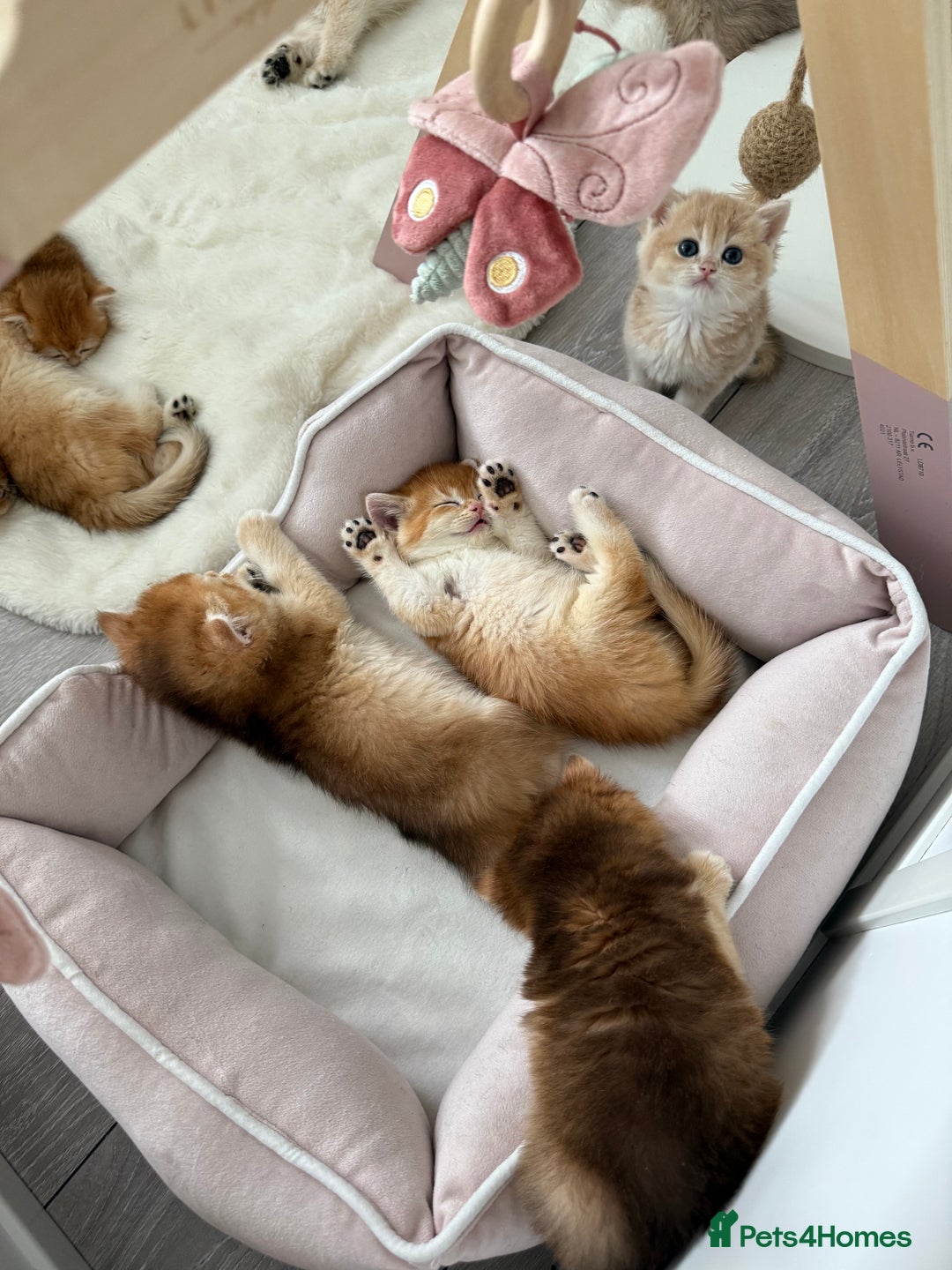 Brazilian Shorthair cats for sale: Golden British Shorthair kittens - Image 8