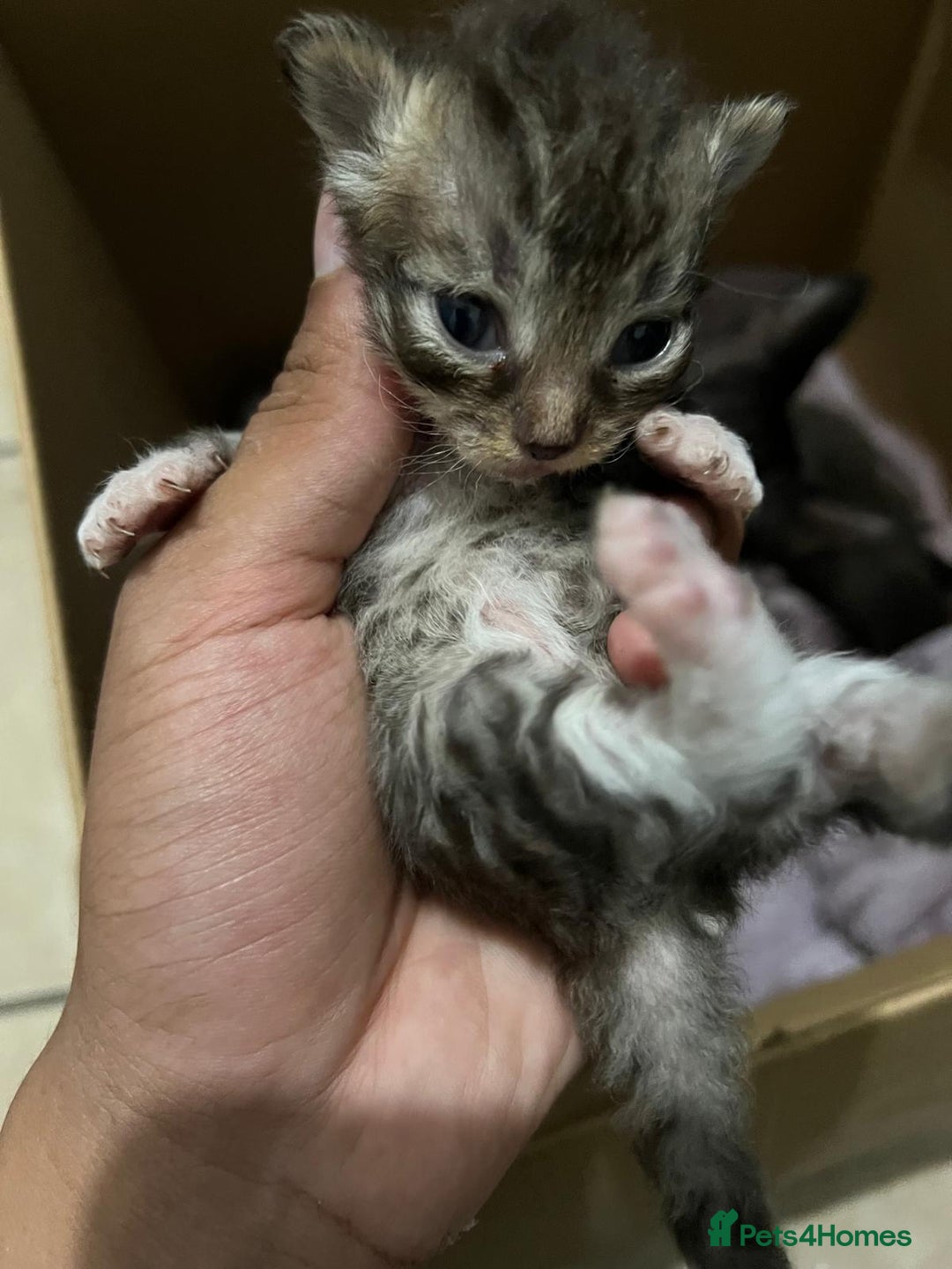 Domestic Shorthair cats for sale: cat and kittens for rehoming - Image 12