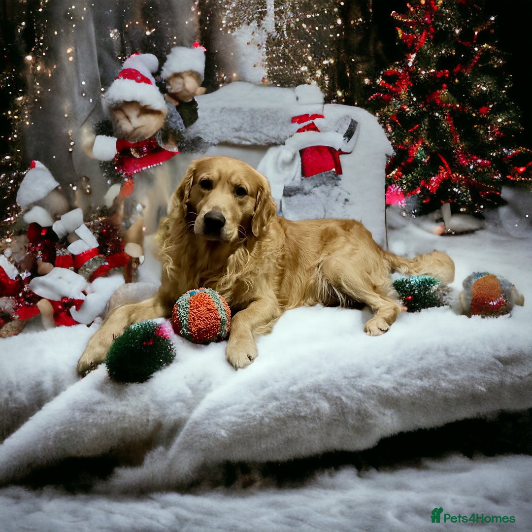 Golden Retriever dogs for stud: stunning dark golden stud in Bury Saint Edmunds - Advert 17