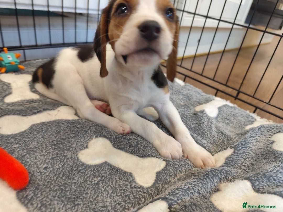 Beagle dogs for sale: Female Beagle  - Image 1