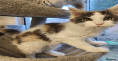 Maine Coon cats - Advert 6